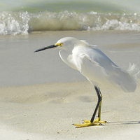 Buy canvas prints of Snowy Egret by Elaine Manley