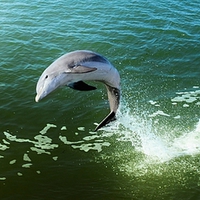 Buy canvas prints of Jumping Dolphin by Elaine Manley
