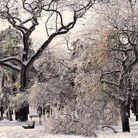 Buy canvas prints of Winter Trees by Elaine Manley