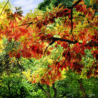 Buy canvas prints of Autumn Oak by Elaine Manley