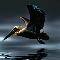 Buy canvas prints of Pelican by Elaine Manley