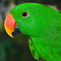 Buy canvas prints of Eclectus parrot by Elaine Manley