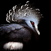 Buy canvas prints of Victoria Crowned Pigeon by Elaine Manley