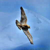 Buy canvas prints of Peregrin Falcon... Soar over the mountains and tre by Elaine Manley