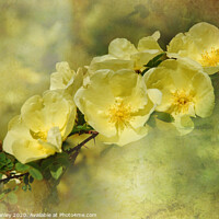 Buy canvas prints of Yellow Roses by Elaine Manley