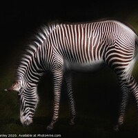 Buy canvas prints of Zebra by Elaine Manley