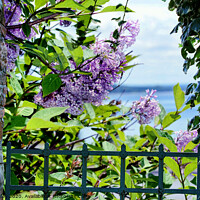 Buy canvas prints of  Spring Lilacs by the Ocean by Elaine Manley