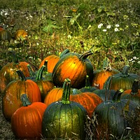 Buy canvas prints of Pumpkins for Sale   misc  by Elaine Manley