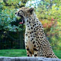 Buy canvas prints of A Cheetah Yawn by Elaine Manley