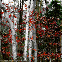 Buy canvas prints of White Birch Trees by Elaine Manley