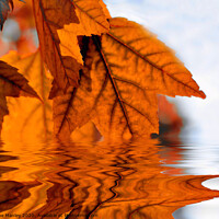 Buy canvas prints of   misc    Autumn Leaf Reflecions by Elaine Manley