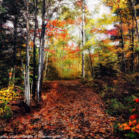Buy canvas prints of A Seasonal Forest by Elaine Manley