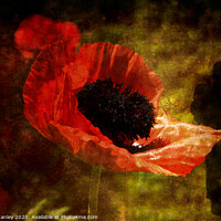 Buy canvas prints of Remembrance  by Elaine Manley
