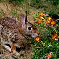 Buy canvas prints of The Rabbit and Flowers by Elaine Manley