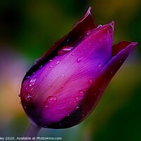 Buy canvas prints of  Spring Tulip After The Rain by Elaine Manley
