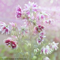 Buy canvas prints of Columbine Beauty by Elaine Manley
