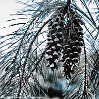 Buy canvas prints of  misc  Winter Pine Cones by Elaine Manley