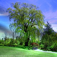 Buy canvas prints of Weeping Willow Trees by Elaine Manley