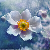 Buy canvas prints of Japanese Anemone by Elaine Manley