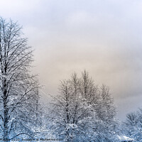 Buy canvas prints of Winter Trees after the Storm  by Elaine Manley