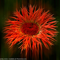 Buy canvas prints of Spikey Flower ..  Radiance by Elaine Manley