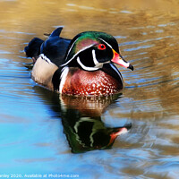 Buy canvas prints of The Beautiful Wood Duck by Elaine Manley