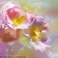 Buy canvas prints of Wild Pink Roses  by Elaine Manley