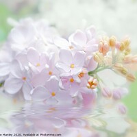 Buy canvas prints of  Spring White and Pink Lilacs by Elaine Manley