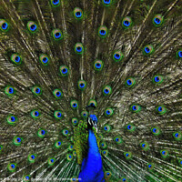 Buy canvas prints of Peacocks Feathers by Elaine Manley