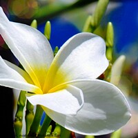 Buy canvas prints of The beautiful Plumeria flower by Elaine Manley