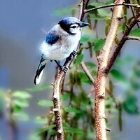 Buy canvas prints of Baby Blue Jay by Elaine Manley