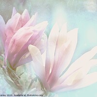 Buy canvas prints of  Spring Magnolia Petals by Elaine Manley