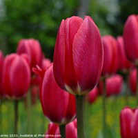 Buy canvas prints of  Spring Red Tulips by Elaine Manley