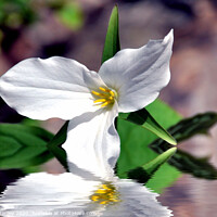 Buy canvas prints of  Spring White Trillium flower by Elaine Manley