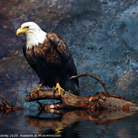 Buy canvas prints of Bald Eagle by Elaine Manley