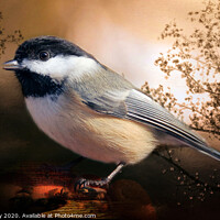 Buy canvas prints of  Black Capped Chickadee by Elaine Manley
