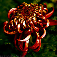 Buy canvas prints of Deep Red Chrysanthemum     flower by Elaine Manley