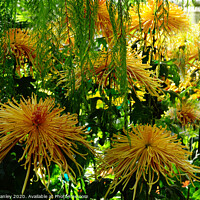 Buy canvas prints of Chrysanthemum Garden ..Spider Blooms  by Elaine Manley