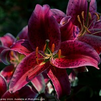Buy canvas prints of Wine Day Lily  flower by Elaine Manley