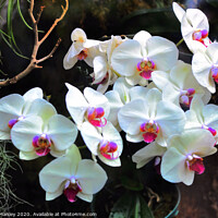 Buy canvas prints of White Orchids flowers by Elaine Manley