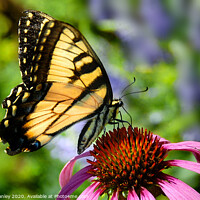 Buy canvas prints of Tiger Swallowtail Butterfly by Elaine Manley