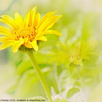 Buy canvas prints of Sunshine on a Cloudy Day flower  by Elaine Manley