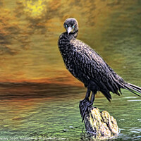 Buy canvas prints of The Cormorant  by Elaine Manley
