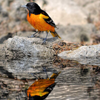 Buy canvas prints of Baltimore Oriole by Elaine Manley