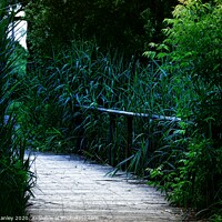 Buy canvas prints of Bluegrass Walkway by Elaine Manley