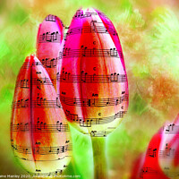 Buy canvas prints of The Sound of Spring Music tulips     flower by Elaine Manley