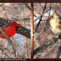 Buy canvas prints of Mr and Mrs Cardinal by Elaine Manley