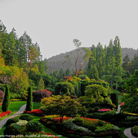 Buy canvas prints of Butchart Gardens , Victoria Canada by Elaine Manley