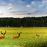 Buy canvas prints of Deer in Canola Field by Elaine Manley