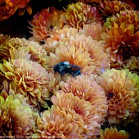 Buy canvas prints of Bee in the Chrysanthemum flowers  by Elaine Manley